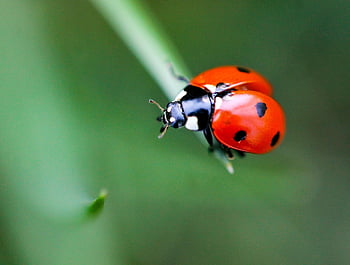 slunéčko sedmitečné, hmyz, beruška brouka, brouk, červený brouk, tečkovaný, Tečkovaný brouk, Příroda, list, fauna, zvíře