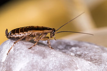 blattella Germanica, german Cockroach, unhygienic, disgust, insect, parasitic, pest, nature, dirty, illness, danger
