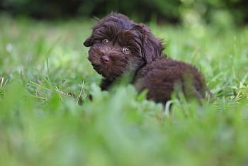 animal, pet, puppy, dog, canine, green, nature, pup