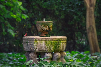 ptačí koupelna, pták, fontána, zahrada, vinobraní, starý, zarostlý, opuštěný, muzeum, yard, vegetace