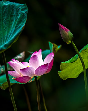 fialový květ, zblízka fotografie, růžový lotos, svěží zelené listy, taipei, tchaj-wan, živý květ, lotosový květ, fotografování přírody, Květinový obraz, zelené listy