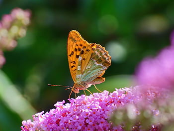 나비, 황실 코트, 곤충, buddleja, 자연, 여름