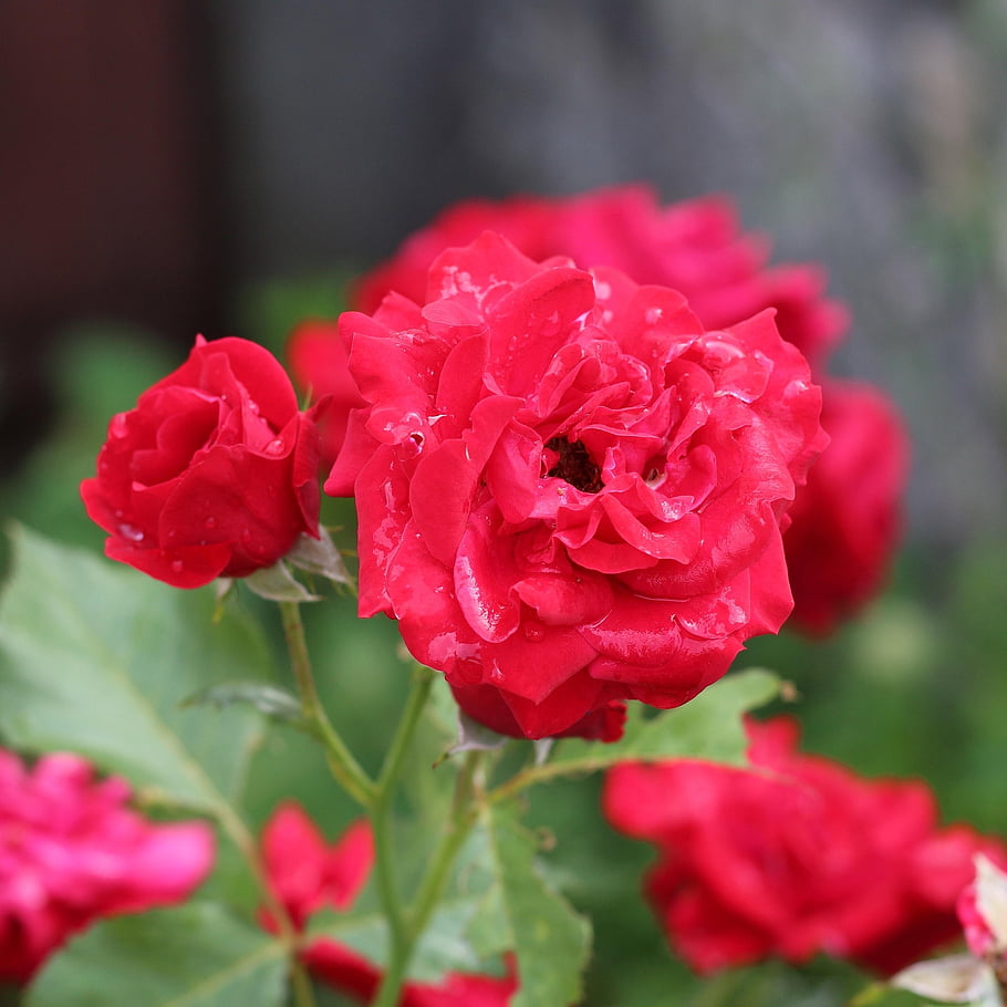 flowers, roses, garden, rose Bloom, petals, rose Petals, bloom, blossom, flora, nature, close Up