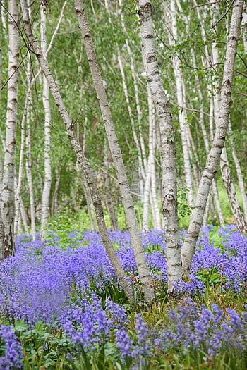 Park, Bäume, Wiese, Blumenwiese, lila, Glockenblumen, Wald, Natur, Landschaft, Lichtung, Birkenhain