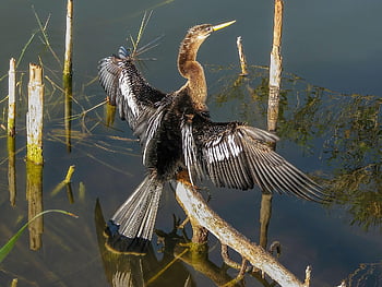 anhinga, snakebird, darter, pták, volně žijících živočichů, Příroda, Florida, peří, posazený, sušení, křídla