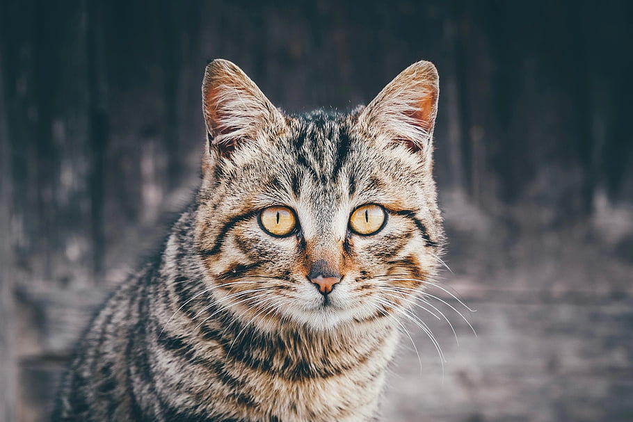 cat, pet, feline, animal, fur, kitty, whisker, mammal, domestic, domestic Cat, cat Portrait