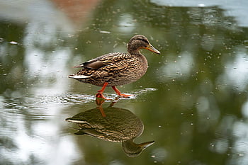 drake, mallardo, anatra, uccello, animale, piume, uccello acquatico, natura, anatra selvatica, stagno, becco