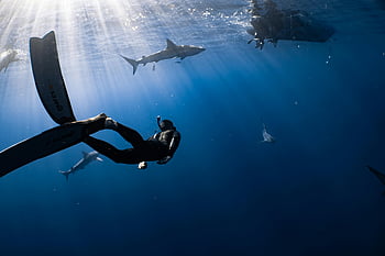 freediver, deep ocean, underwater adventure, sharks, blue sea, anonymous diver, swimming, fish, ocean waters, exploring, scuba diving