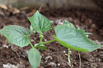piantine, piantare alberi, natura, piante di cetriolo, giardino, albero