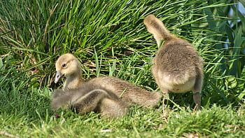 καναδές χήνες, goslings, χήνες, πουλιά, γρασίδι, των ζώων, λιβάδι, πτηνά, ορνιθολογία