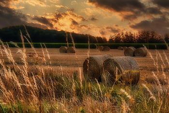 récolte, foins, agriculture, la nature, été, balles de foin, ballots de paille, paille, paysage