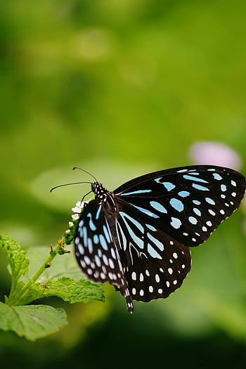 niebieski motyl tygrysa, zbliżenie, zielone liście, miękkie tło, niewyraźne tło, motyl, Natura, dzikiej przyrody, owad, fotografia makro, niebieskie i czarne skrzydła