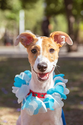 cane sorridente, colletti blu e bianchi, cane felice, Giornata di sole all'aperto, cane con colletto, Foto per cani all'aperto, cane che si gode la giornata, collana blu e bianca, cane con ghirlanda, cane in natura, ritratto di cane