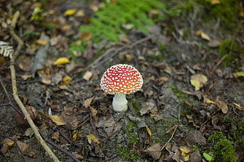 mushroom, fly Agaric, autumn, toxic, nature, forest, super Mario Bros