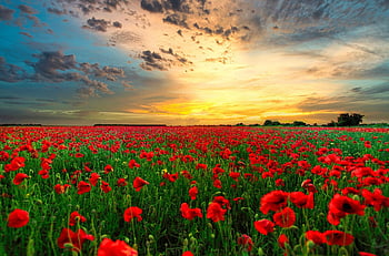 sky, photography, landscape, hd Wallpaper, background, wallpaper, sunset, poppies, field, red Poppies, poppy Field