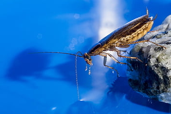 blattella Germanica, german Cockroach, unhygienic, disgust, insect, parasitic, pest, dirty, illness, danger, kitchen