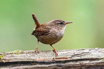 eurasian Wren, bird, bird Photography, ornithology, nature, green Meadow, meadow, spring, songbird, hd Background, hd Wallpaper