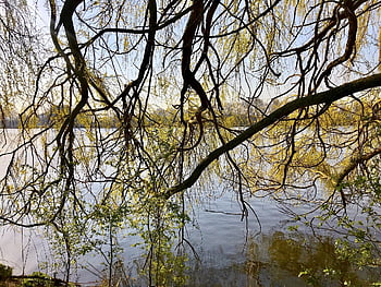 weeping Willow, tree, pasture, nature, park, deciduous Tree, willow Family Landscape, green, branches, spring, elbe