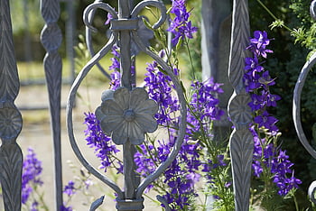 delphinium, fence, larkspur, flowers, summer, sunshine, romantic, blue, silver