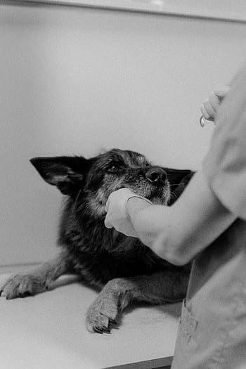 Check-up ps, veterinář, Německý ovčák, klinika, péče o mazlíčky, zdraví zvířat, veterinární klinika, vyšetření psa, Check-up pro domácí mazlíčky, Veterinární péče, zdraví psa