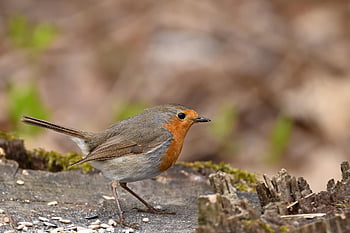 robin, songbird, bird, wildlife, ornithology, close Up, bird Watching, park, nature