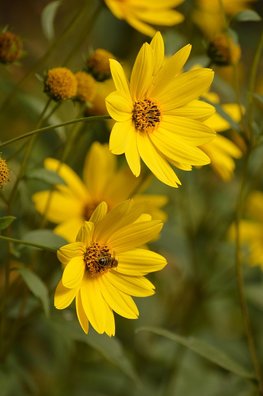 yellow Flowers, flower Wallpaper, flowers, flower Background, wildflowers, garden, beautiful Flowers, nature