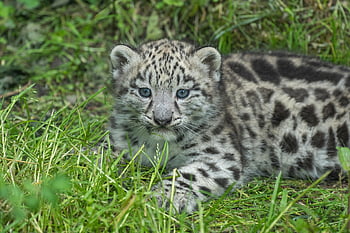 Baby Snow Leopard, levhart sněžný, mladý, kočky, volně žijících živočichů, Příroda, roztomilý, zvíře, velká kočka, Žádný mazlíček, zoo