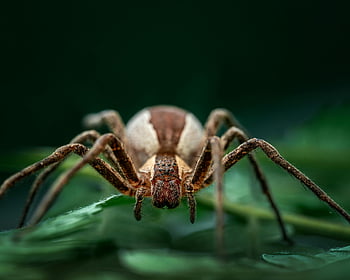 ragno marrone, foglia verde, foto macro, Dettagli aracnidi, ragno che striscia, ragno ravvicinato, fotografia naturalistica, insetto su foglia, Macro fauna selvatica, Spider sulla foglia, primo piano di aracnide