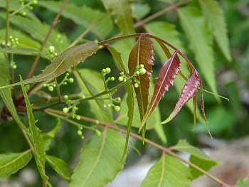 green Shades In Nature, neem Tree, neem, tree, ugadi, grow, growth, small Buds, organic, green, medicine Tree
