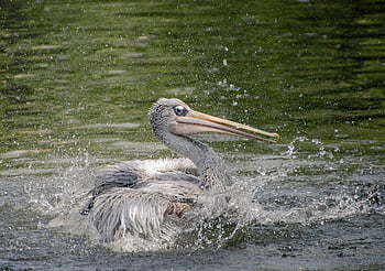 pelikán, jezero, Příroda, brodivý pták, pták, anatidae, vodní pták, vodní ptáci, rybník, živočišného světa, volně žijících živočichů
