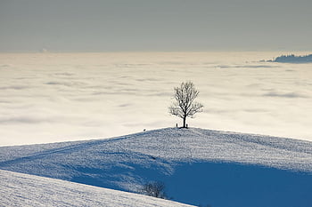 nature, landscape, winter Landscape, snow Landscape, hilltop, single Tree, fog, fog Line