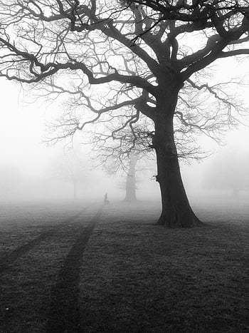 silueta stromu, digitální tapety, Tajemné mlhavé ráno, mlhavý les, Holé stromy, osamělá cesta, Černý a bílý, Atmosférická scéna, fotografování přírody, náladová krajina, strom stín