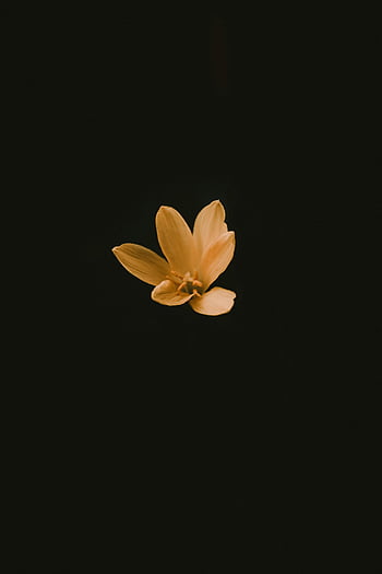 fleur jaune, fleur élégante, style minimaliste, fond noir profond, fleur simple, photographie florale, fond sombre, Photographie minimaliste, pétales jaunes, pétales élégants, fleur minimaliste