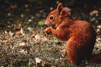 squirrel, rodent, mammal, foraging, cute, animal, nature, garden, wildlife, wild Animal