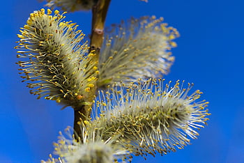 nature, plants, base, willow, twigs, closeup, macro Photography, stamens, blue Sky, spring, blue
