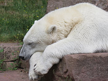 orso polare, animale, addormentato, zoo, orso, natura, predatore, mammifero, stanco, riposo, zoo di Norimberga