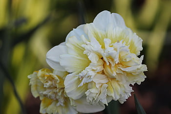 narcis, naplněný narcis, krásné květiny, bílý, velikonoční zvony, Velikonoční zvon, žlutá, jaro, květ, zblízka, jarní květiny