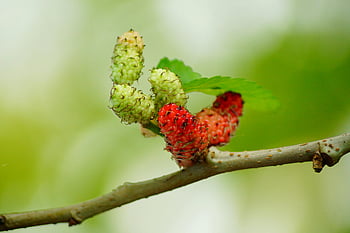 zelený list, větve stromů, Vibrující detail, zelené moruše, Červené moruše, Témata přírody, rozmazané pozadí, moruše ovoce, Přírodní krásy, venkovní fotografie, rostlinného života