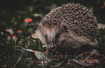 hedgehog, animal, spur, nature, mammal, prickly, cute, crepuscular, nocturnal