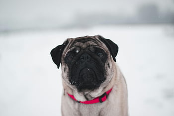 Chinese Fawn Pug, charming pug, red collar, snowy outdoor scene, heartwarming winter moment, pug in snow, winter pug, cute pug, outdoor pug, pug photography, snowy scene