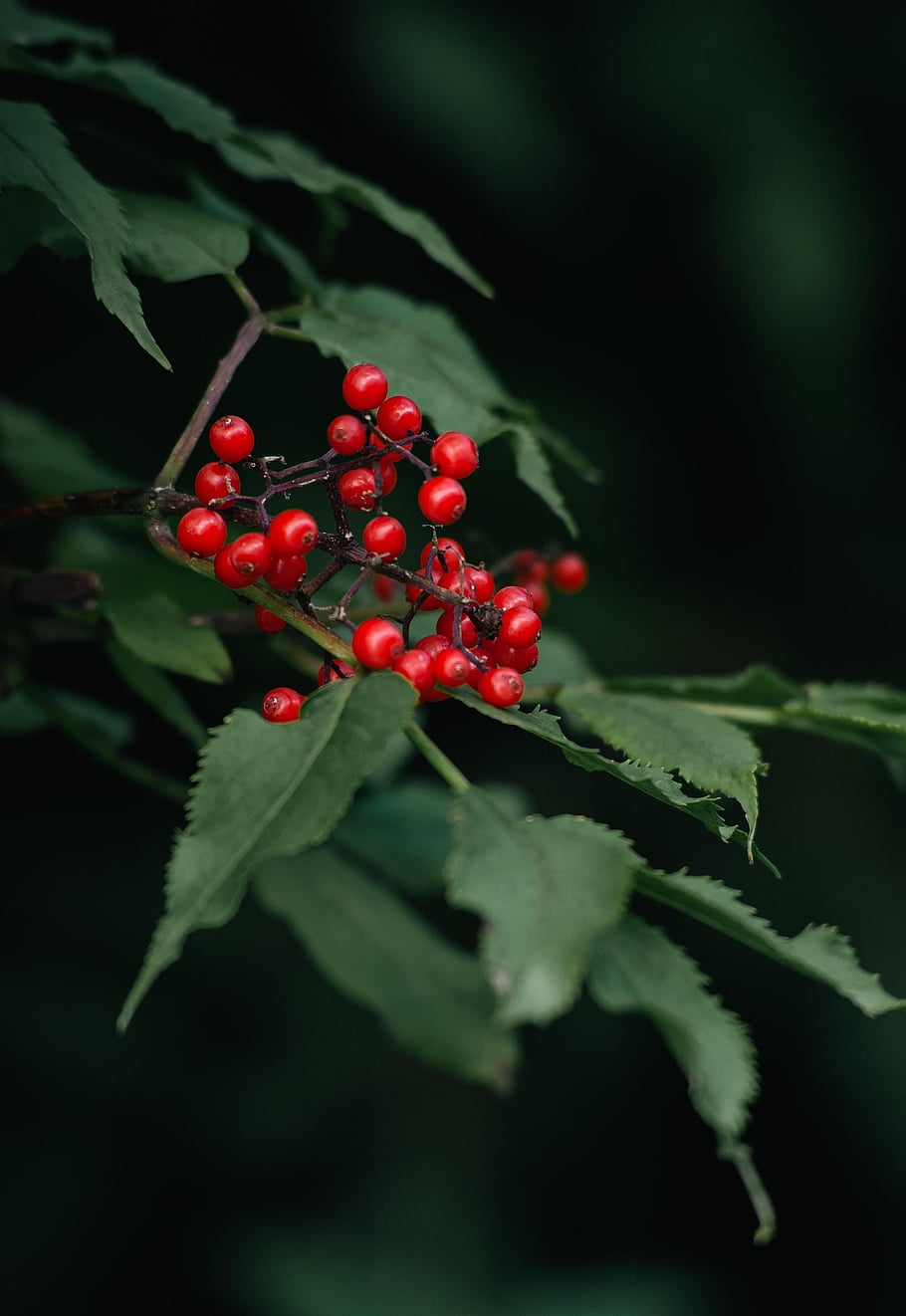 berries, leaves, trees, forest, nature, red, green