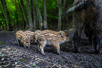wild Boar, pig, sows, the Animal, nature, zoo, mammals, the Bristles, forest, wild, piglet