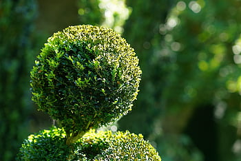 zahrada, keř, živý plot, stromy, Příroda, umění, topiary, míč hrad, 17. století, Louis 13 styl, ile-et-vilain