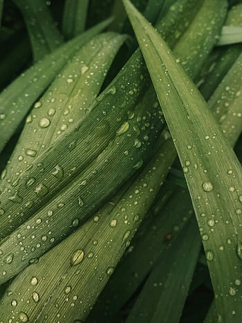grüne Blätter, Wassertropfen, natürliche Frische, lasches Grün, Nahaufnahmenatur, Pflanzenstruktur, zarte Blätter, frische Pflanze, grüne Pflanze, Naturfotografie, Blattdetail