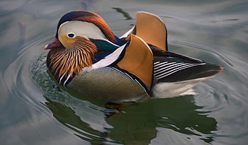 pták, kachna mandarinka, ornitologie, druh, fauna, ptačí, zvíře, zobák, volně žijících živočichů, místo výskytu, kachna