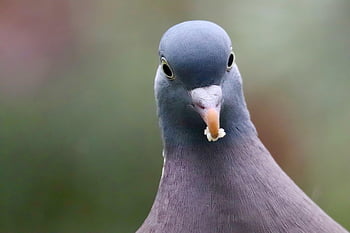wood Pigeon, dove, columba Palumbus, bird, feathers, plumage, beak, nature, portrait, animal