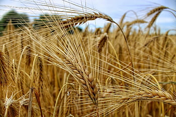 grano, campo, natura, rostock, romanza, romantico, contrasto, escursione, camminare, foto, fotografia