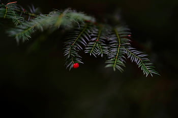 yew, yew Berries, yew Fruit, evergreen, nature, bush, tree, green, red, forest