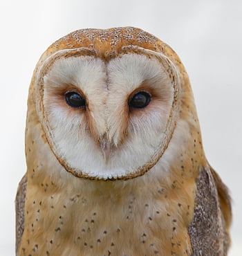 barn owl, close-up photo, mesmerizing eyes, heart-shaped face, stunning portrait, owl photography, bird photography, wildlife photography, owl face, owl eyes, barn owl portrait