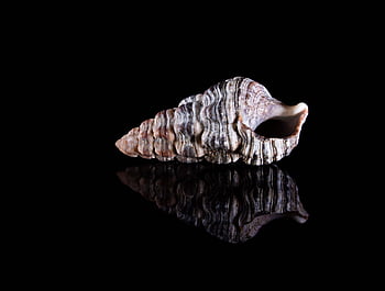 shell, conch Shell, seashell, macro, isolated, up Close, small Shell, sand, beach, reflection, black Background